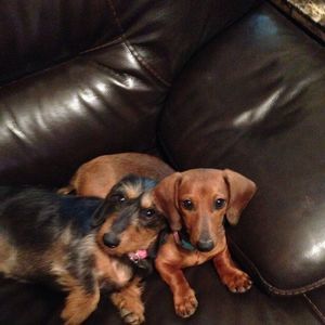 Meet your Posher, Tracey